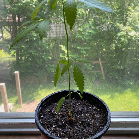 3rd Grow growlog timeline photo
