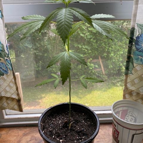 3rd Grow growlog timeline photo