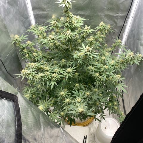 2nd Grow growlog timeline photo