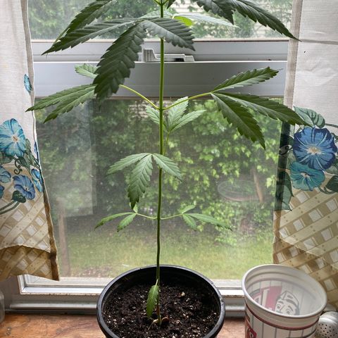 3rd Grow growlog timeline photo