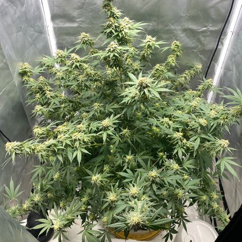 2nd Grow growlog timeline photo