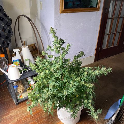 2nd Grow growlog timeline photo