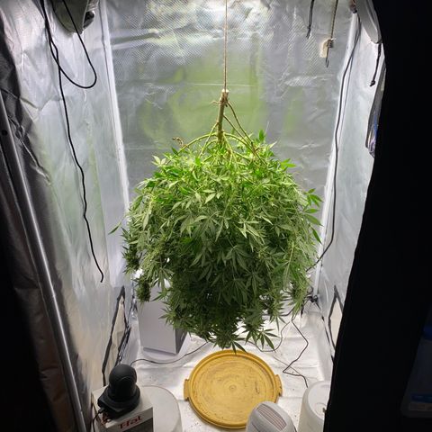 2nd Grow growlog timeline photo