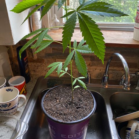 3rd Grow growlog timeline photo