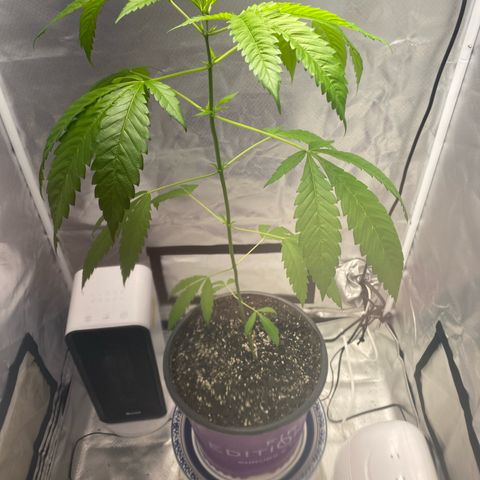 2nd Grow growlog timeline photo