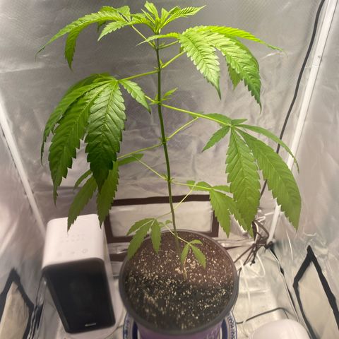 3rd Grow growlog timeline photo