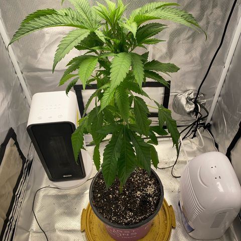 3rd Grow growlog timeline photo