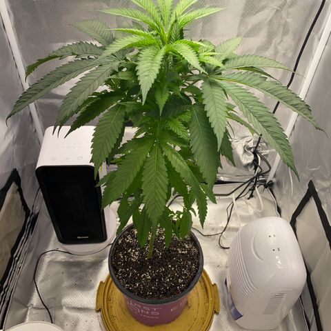 3rd Grow growlog timeline photo