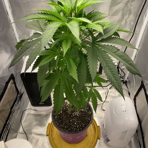 3rd Grow growlog timeline photo