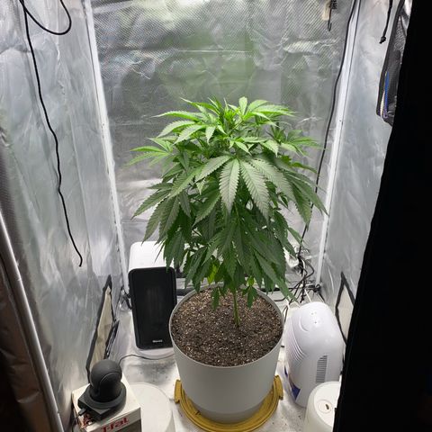 3rd Grow growlog timeline photo