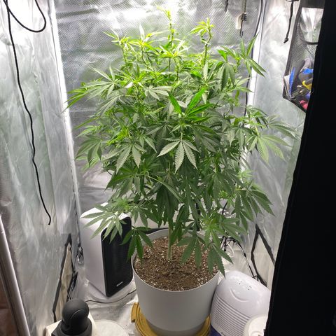 3rd Grow growlog timeline photo