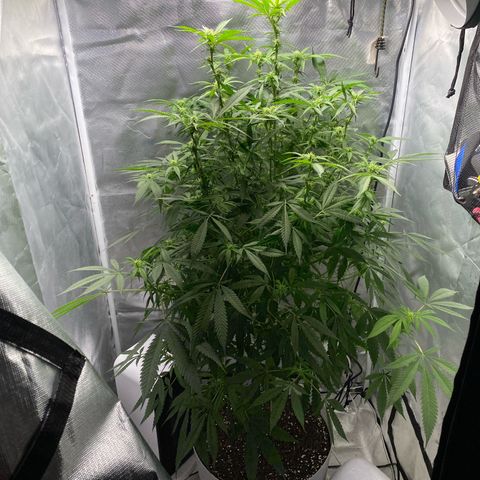 3rd Grow growlog timeline photo