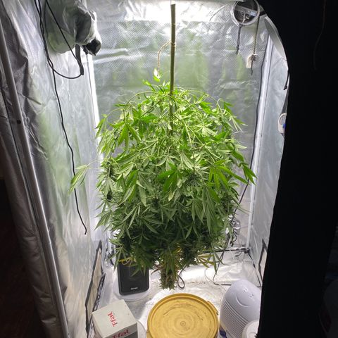 3rd Grow growlog timeline photo