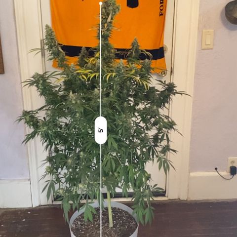 3rd Grow growlog timeline photo