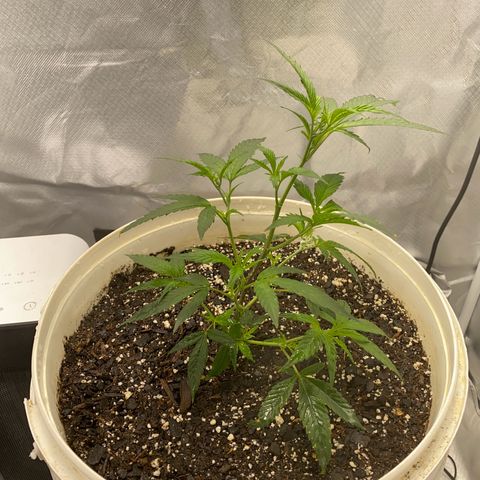 Suzie growlog timeline photo