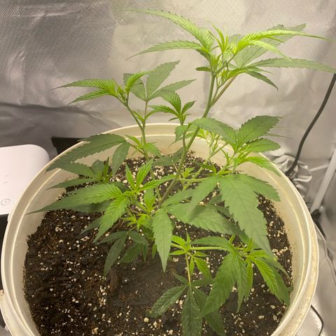Suzie growlog timeline photo