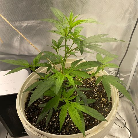 Suzie growlog timeline photo