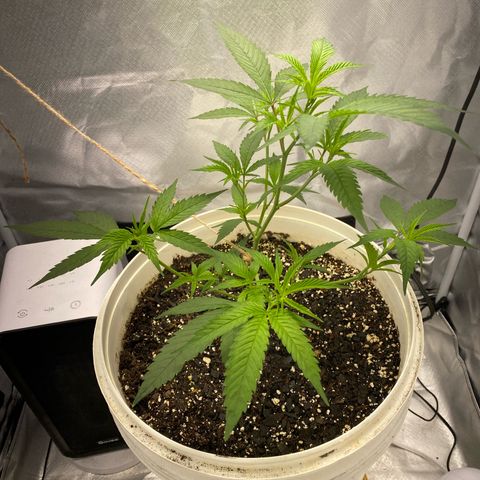 Suzie growlog timeline photo