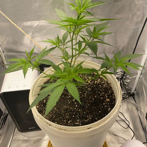 Suzie growlog timeline photo