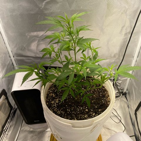 Suzie growlog timeline photo