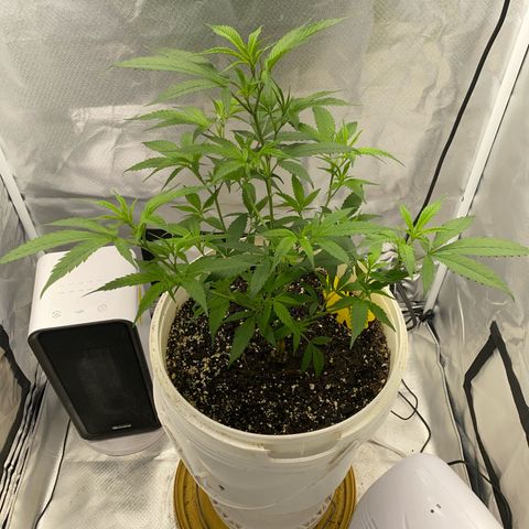 Suzie growlog timeline photo