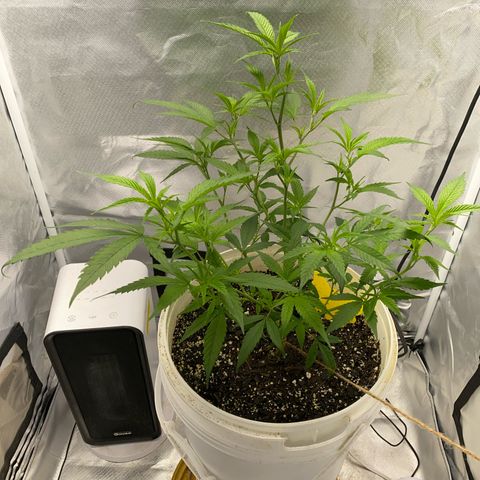 Suzie growlog timeline photo