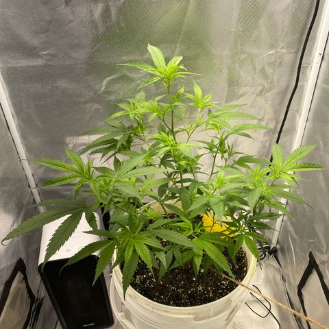 Suzie growlog timeline photo