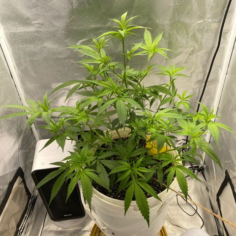 Suzie growlog timeline photo