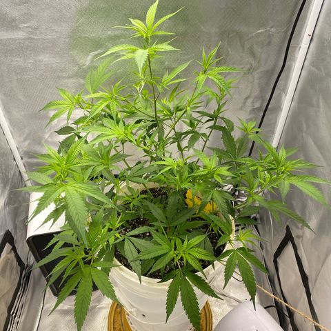 Suzie growlog timeline photo