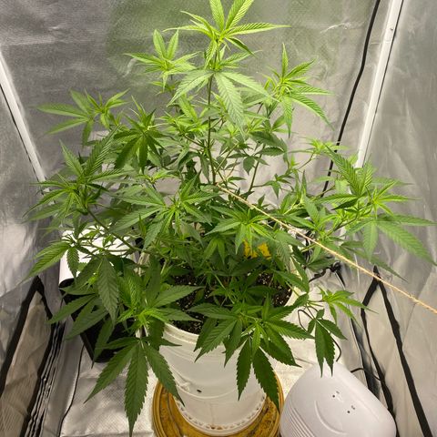 Suzie growlog timeline photo