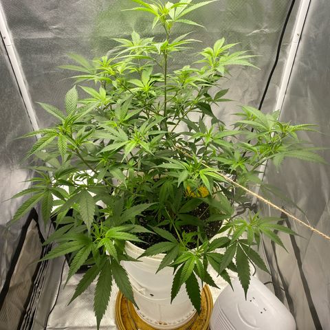 Suzie growlog timeline photo