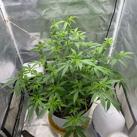 Suzie growlog timeline photo