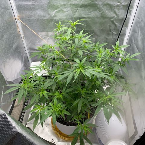 Suzie growlog timeline photo