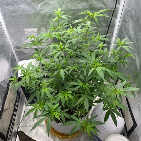 Suzie growlog timeline photo