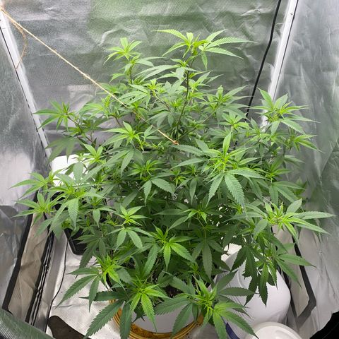 Suzie growlog timeline photo