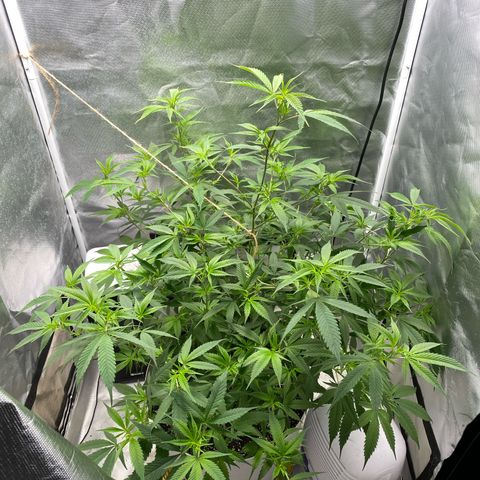 Suzie growlog timeline photo