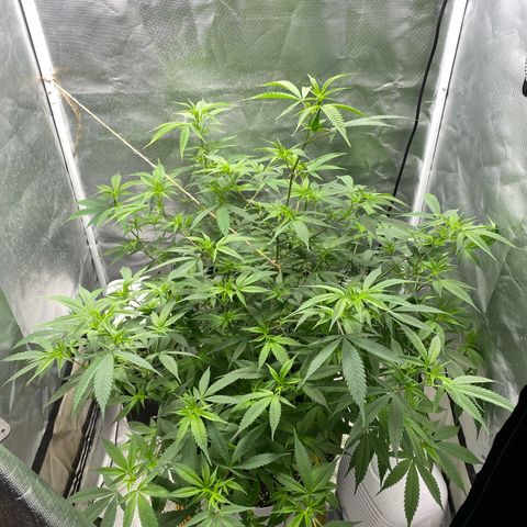 Suzie growlog timeline photo