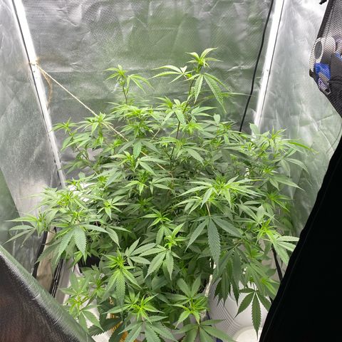 Suzie growlog timeline photo
