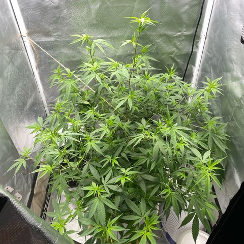 Suzie growlog timeline photo