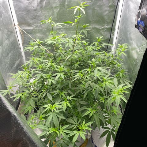 Suzie growlog timeline photo