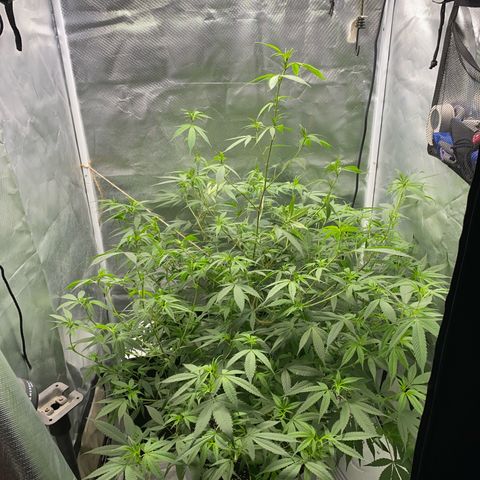 Suzie growlog timeline photo