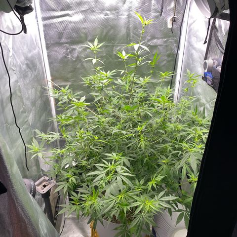Suzie growlog timeline photo