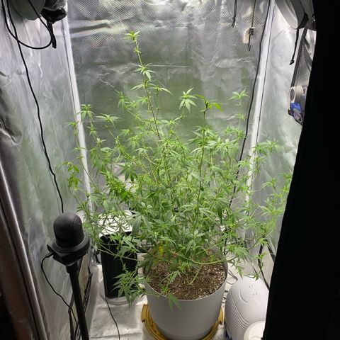 Suzie growlog timeline photo