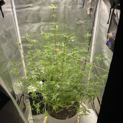 Suzie growlog timeline photo