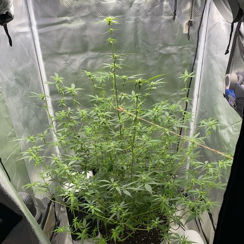 Suzie growlog timeline photo