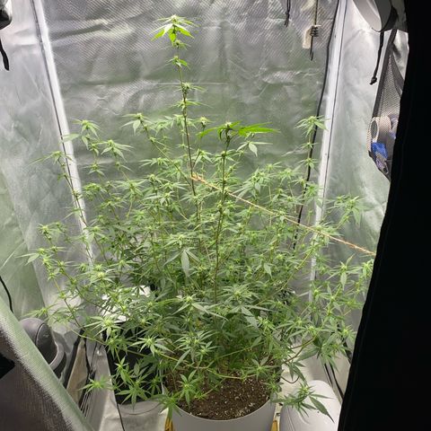 Suzie growlog timeline photo