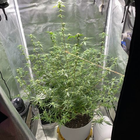 Suzie growlog timeline photo