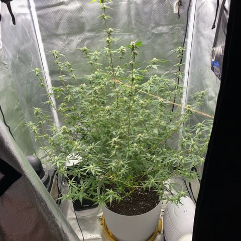 Suzie growlog timeline photo