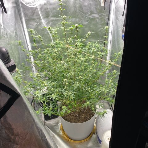 Suzie growlog timeline photo