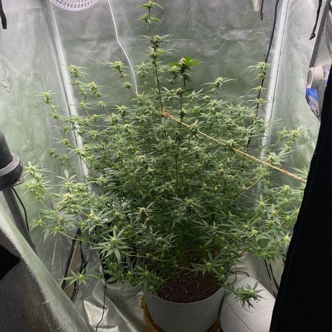 Suzie growlog timeline photo